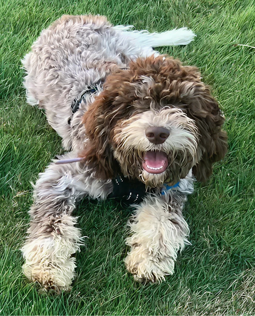 A curly-haired puppy sitting attentively