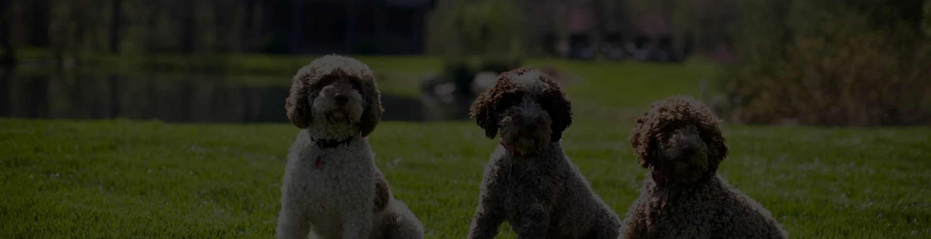 A puppy's sit together