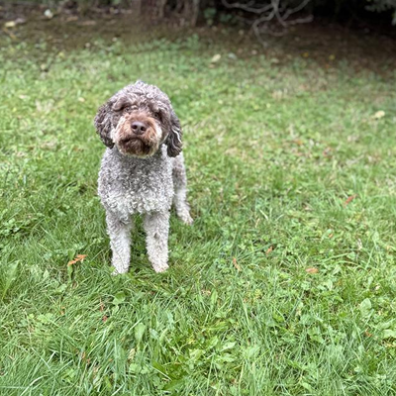 Martha Lake Lagotto
