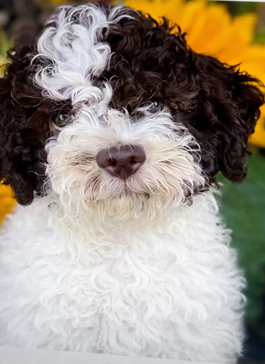 Lagotto Romagnolo puppy, curly-coated truffle-hunting breed