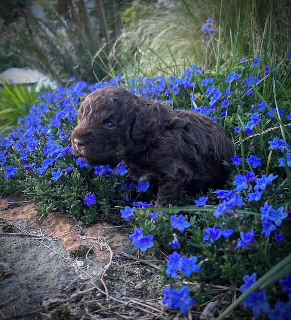 Dark Brown colored Labradoodle puppy