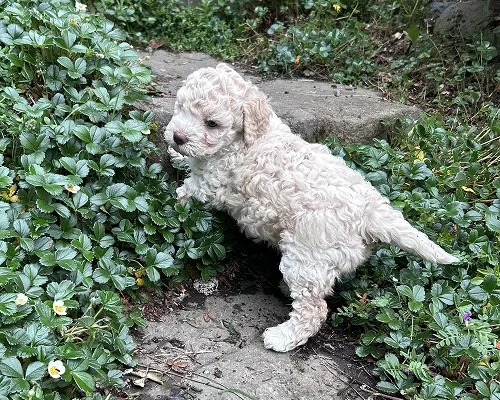 The puupy playing in the garden