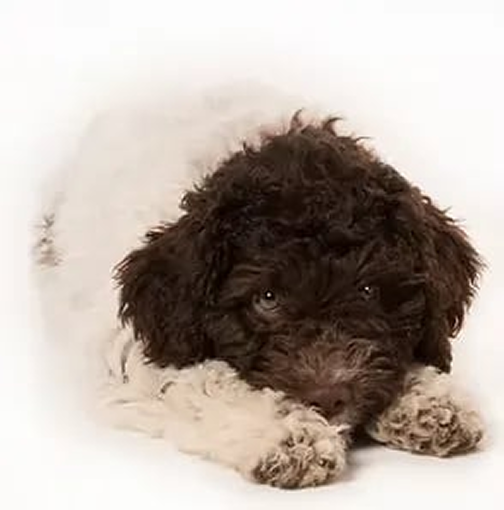 Small brown and white fluffy puppy lying down on a white background