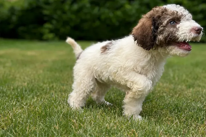 A joyful puppy full of energy