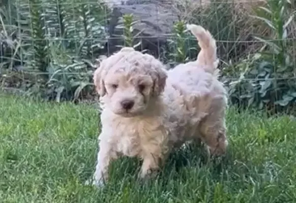 Blond with white marks