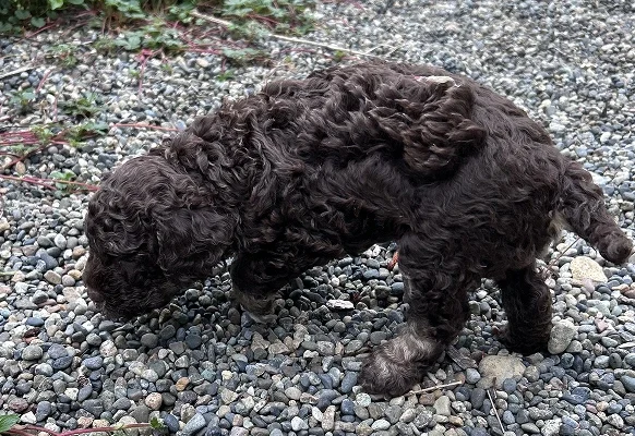 The brown puppy standing on the road