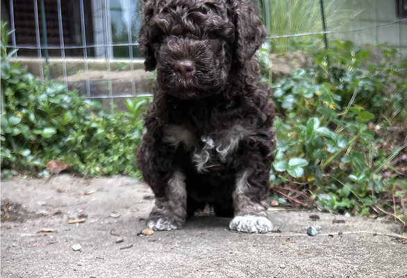Dark Brown colored Labradoodle puppy