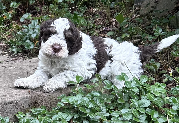 White and brown mark puppy rest in the garden
