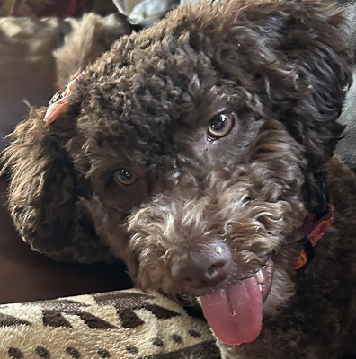 Brown huggy pup