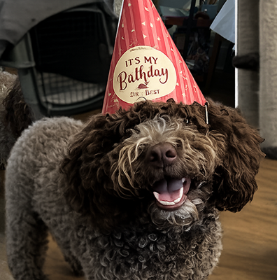 birthday puppy