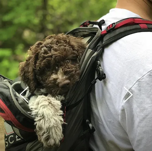 A puppy displaying confidence and charm