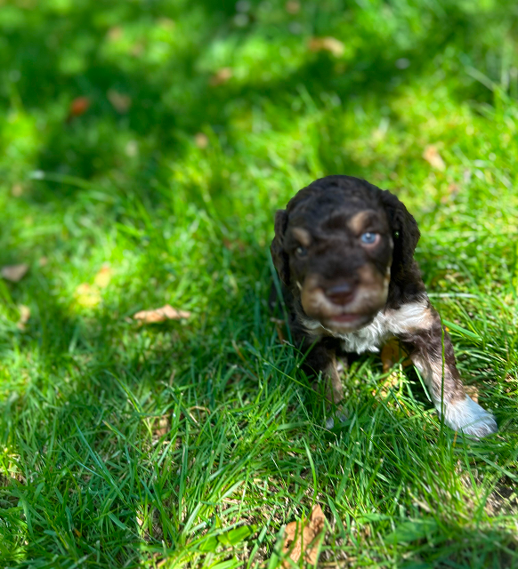 Stallone male 4 weeks running in the garden
