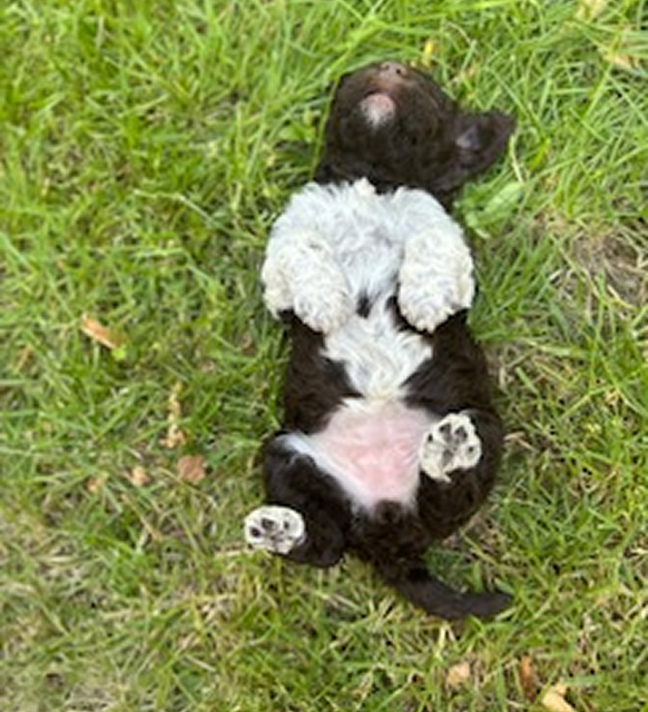 Star & Caesar Litter Gucci ((white spot on back) Gucci Female 2.5 weeks playing in garden