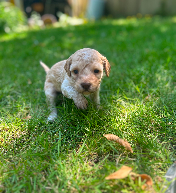 Fendi male 4 weeks Brown with white marks