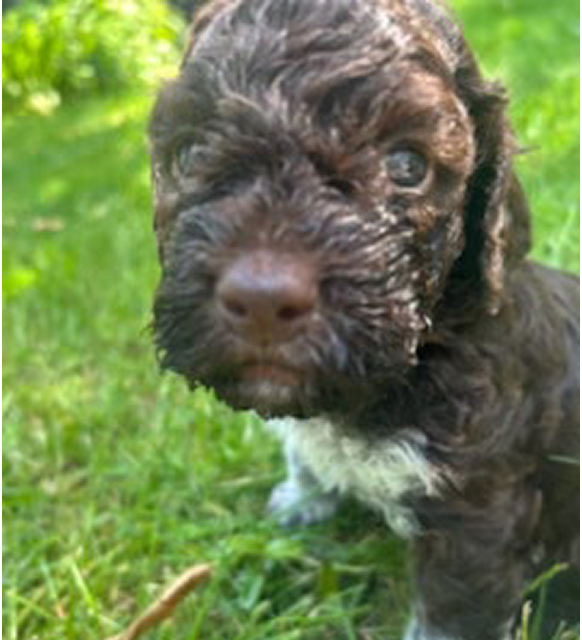 Fendi female 4 weeks in the garden