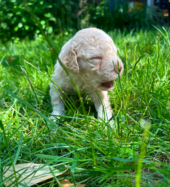 Pacino white Puppy in garden 4 weeks