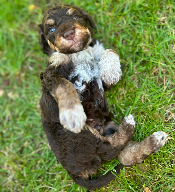 Stallone brown male 4 weeks