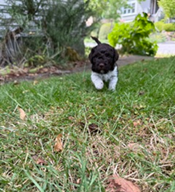 Star & Caesar Litter Gucci ((white spot on back) Gucci Female 2.5 weeks running in garden