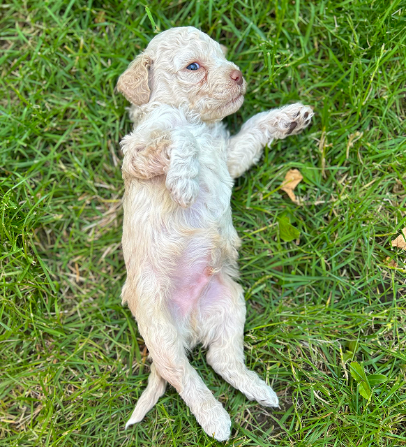 Pacino white Puppy 4 weeks