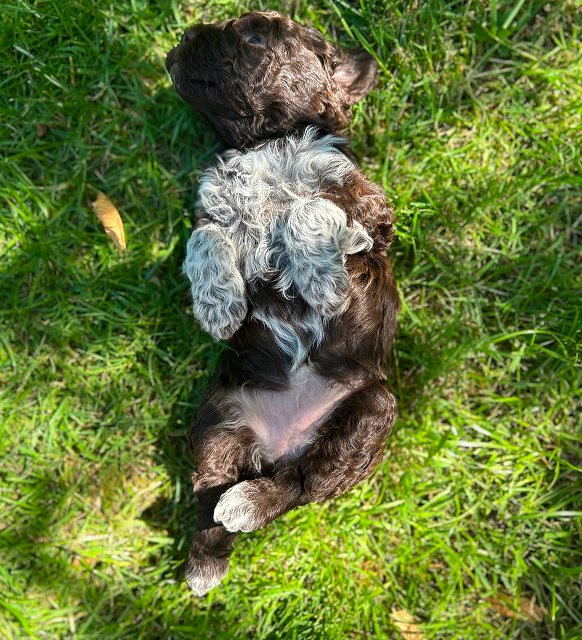Fendi male 4 weeks playing in garden