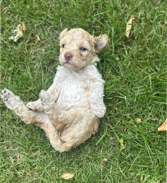Fendi male 4 weeks brown with white marks playing in the garden