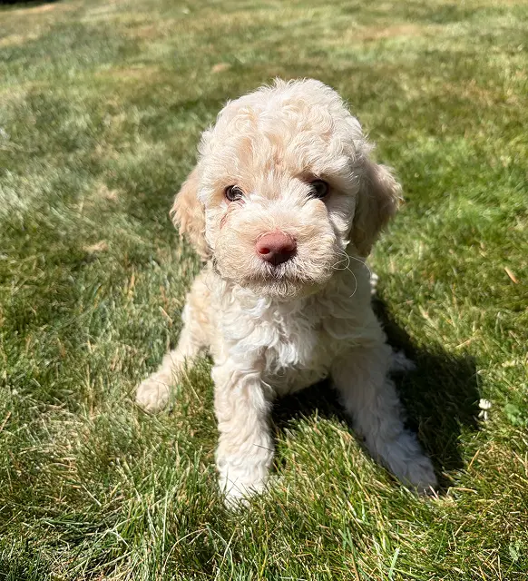 Hydrangea & Grass Star White Pups