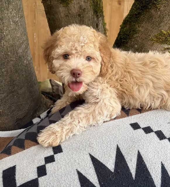 Diva Female 9 weeks