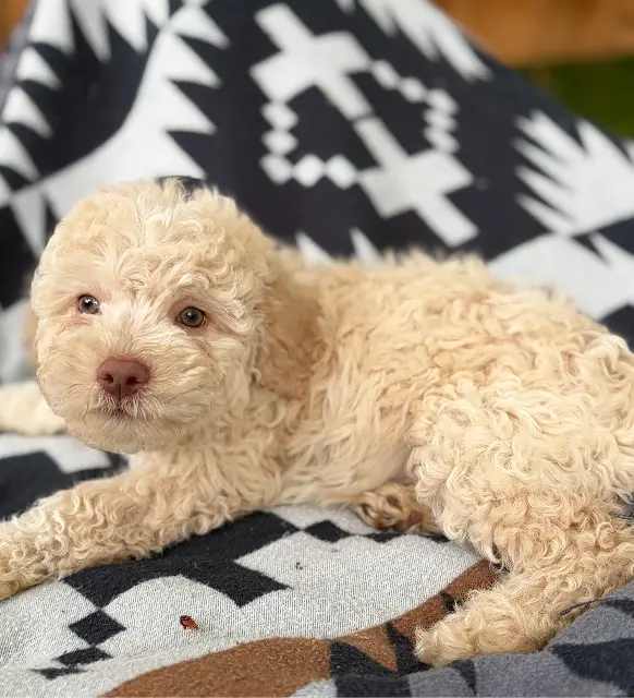 Pacino male 9 weeks