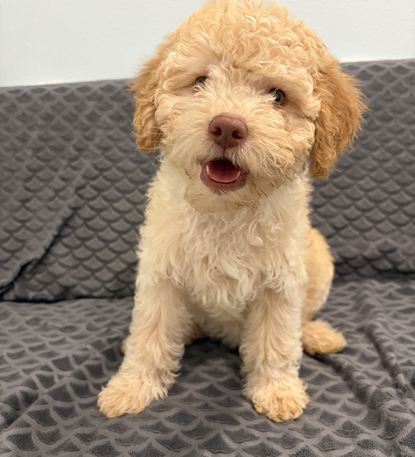 Diva Female 10 weeks