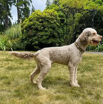 Dino