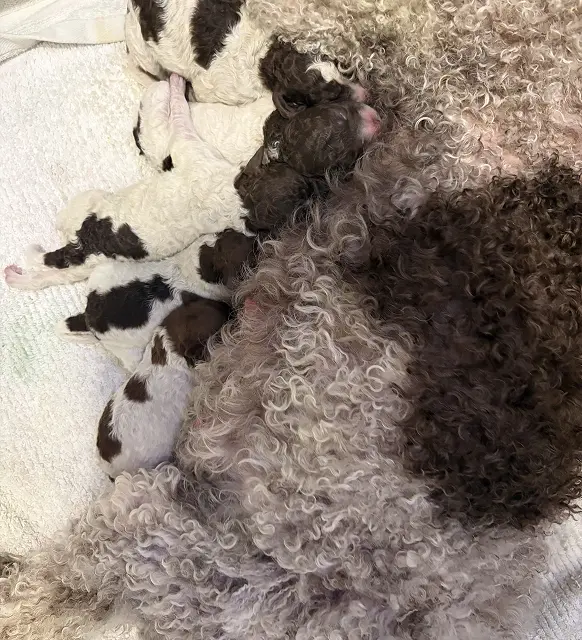 Luna & Dino Litter 4 Females & 1 Male