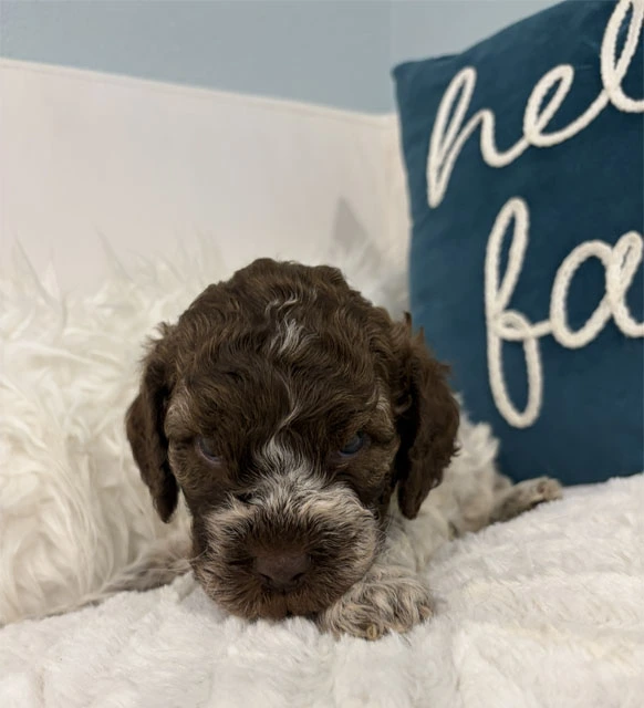 Moon Female 4 Weeks