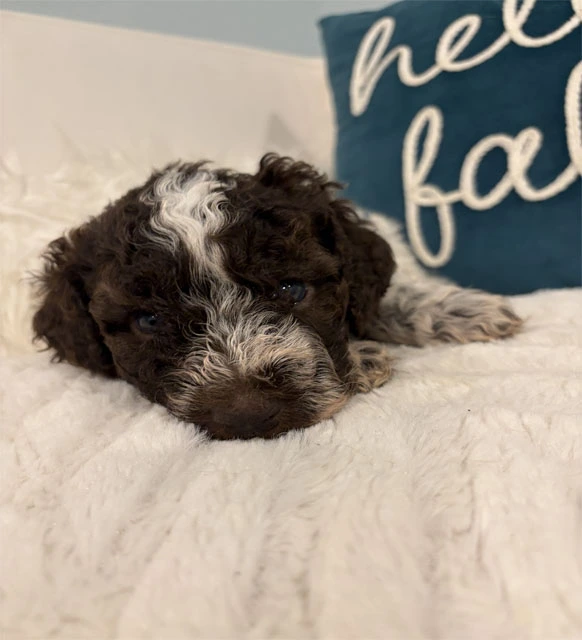 Dawn Female 4 Weeks