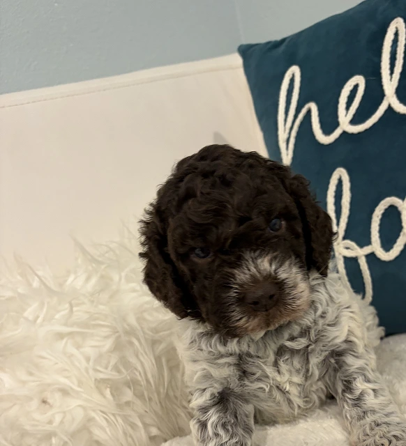 Twilla Frmale 4 Weeks