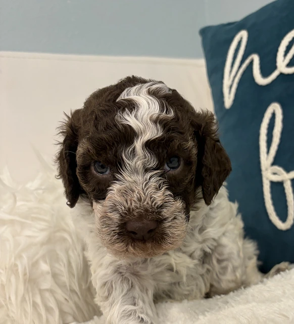 Eclipse Female 4 Weeks