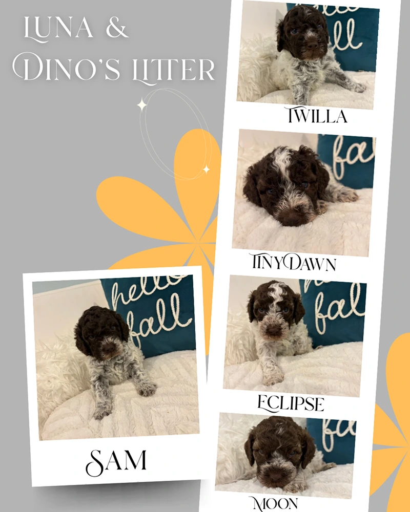 Luna & Dino Litter