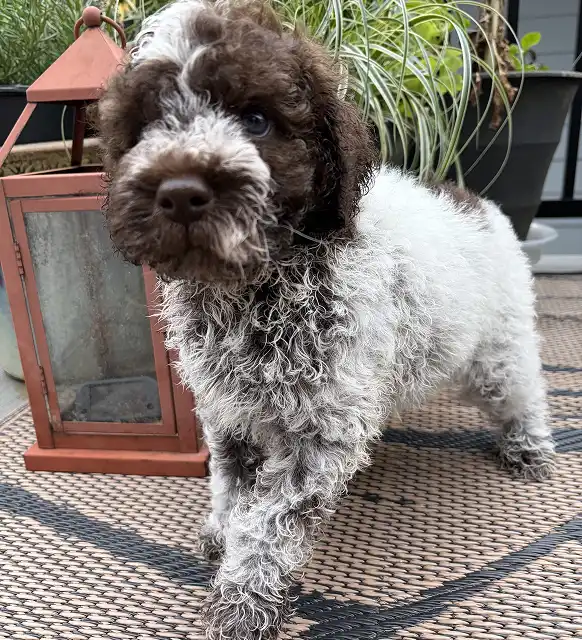 New puppy