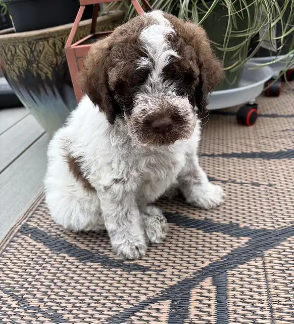 New puppy 2