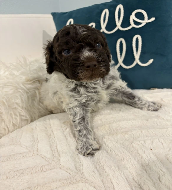 Sam Male 4 Weeks