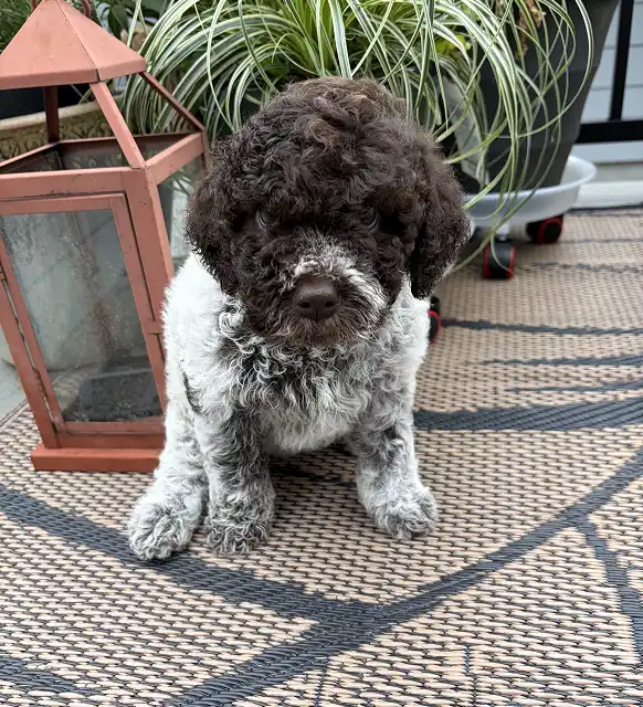 New puppy 3